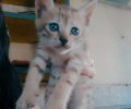 212102_1695912862_1.jpeg